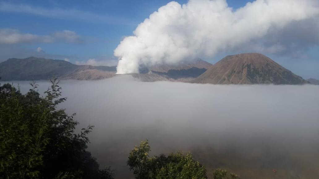 Cemara Indah Hotel Bromo Luaran gambar